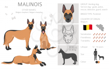 Belgian shepherd malinois clipart. Different poses, coat colors set.  Vector illustration