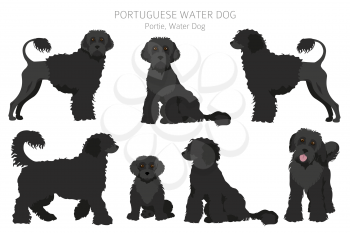 Portuguese water dog clipart. Different poses, coat colors set.  Vector illustration