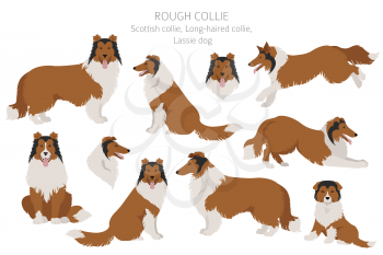 Rough collie clipart. Different poses, coat colors set.  Vector illustration