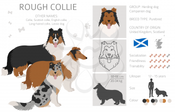 Rough collie clipart. Different poses, coat colors set.  Vector illustration