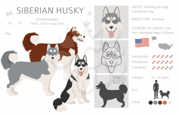 Siberian husky poses, coat colors set.  Vector illustration