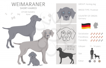 Weimaraner poses, coat colors set.  Vector illustration