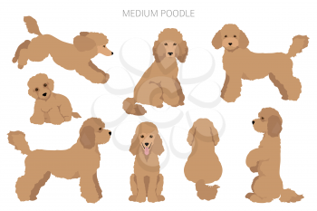 Medium poodle clipart. Different poses, coat colors set.  Vector illustration