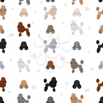 Miniature poodle clipart. Different poses, coat colors set.  Vector illustration