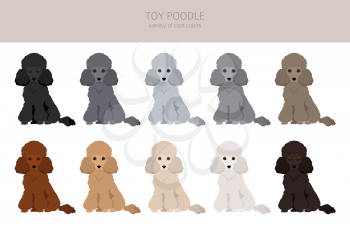Toy poodle clipart. Different poses, coat colors set.  Vector illustration