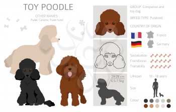 Toy poodle clipart. Different poses, coat colors set.  Vector illustration