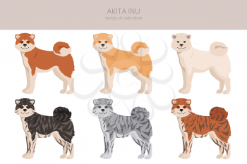 Akita Inu all colours clipart. Different coat colors set. Vector illustration
