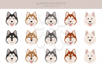 Alaskan malamute all colours clipart. Different coat colors and poses set.  Vector illustration
