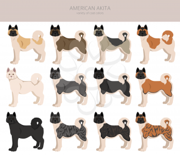 American akita all colours clipart. Different coat colors set. Vector illustration
