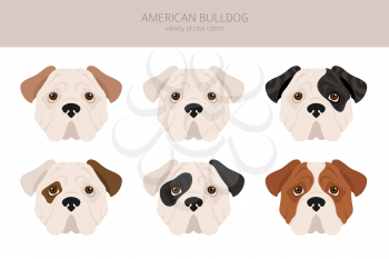 American bulldog all colours clipart. Different coat colors set. Vector illustration