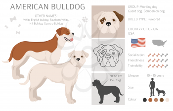 American bulldog all colours clipart. Different coat colors set. Vector illustration