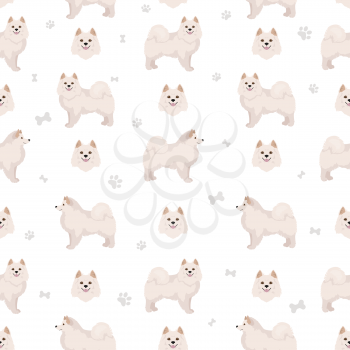 American eskimo dog all colours seamless pattern.. Different coat colors set.  Vector illustration