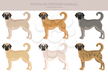 Anatolian shepherd all colours clipart. Different coat colors and poses set.  Vector illustration