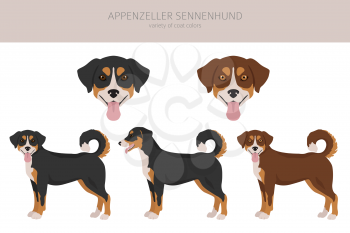 Appenzeller sennenhund all colours clipart. Different coat colors and poses set.  Vector illustration