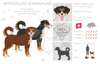 Appenzeller sennenhund all colours clipart. Different coat colors and poses set.  Vector illustration