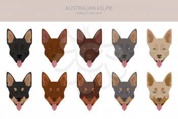 Australian kelpie all colours clipart. Different coat colors and poses set.  Vector illustration