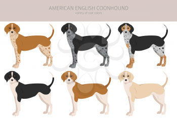 American englisn coonhound all colours clipart. Different coat colors set.  Vector illustration