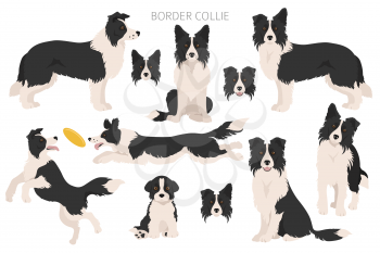 Border collie clipart. Different poses, coat colors set.  Vector illustration