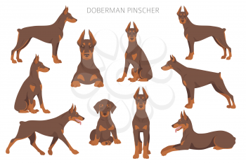 Doberman pinscher dogs clipart. Different poses, coat colors set.  Vector illustration
