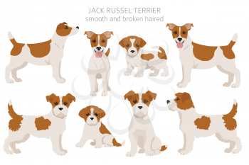 Jack Russel terrier in different poses and coat colors. Adult dogs and puppy set.  Vector illustration