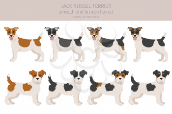 Jack Russel terrier in different poses and coat colors. Adult dogs and puppy set.  Vector illustration