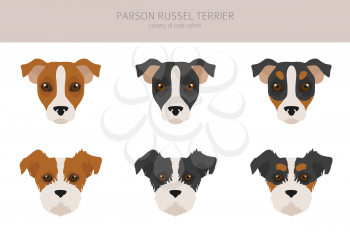 Parson Russel terrier clipart. Different poses, coat colors set.  Vector illustration