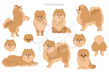 Pomeranian German spitz clipart. Different poses, coat colors set.  Vector illustration