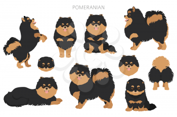 Pomeranian German spitz clipart. Different poses, coat colors set.  Vector illustration