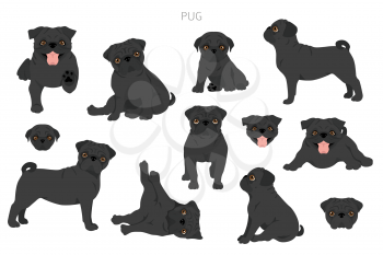 Pug clipart. Different poses, coat colors set.  Vector illustration