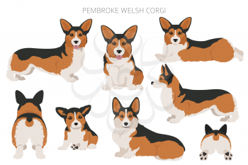 Welsh corgi pembroke clipart. Different poses, coat colors set.  Vector illustration