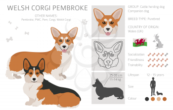 Welsh corgi pembroke clipart. Different poses, coat colors set.  Vector illustration