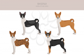 Basenji all colours clipart. Different coat colors and poses set.  Vector illustration