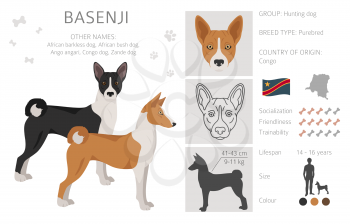 Basenji all colours clipart. Different coat colors and poses set.  Vector illustration