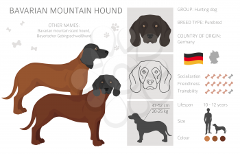 Bavarian mountain scent hound clipart. Different coat colors and poses set.  Vector illustration