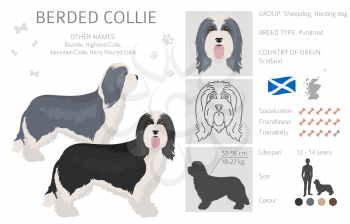 Bearded collie clipart. Different coat colors and poses set.  Vector illustration