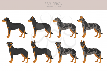 Beauceron clipart. Different coat colors and poses set.  Vector illustration