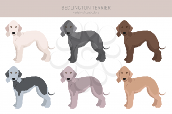 Bedlington terrier clipart. Different coat colors and poses set.  Vector illustration