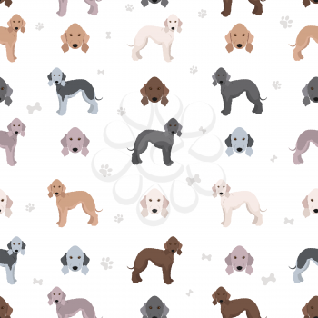 Bedlington terrier clipart. Different coat colors and poses set.  Vector illustration
