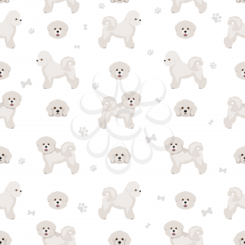 Bichon frise seamless pattern. Different coat colors and poses set.  Vector illustration