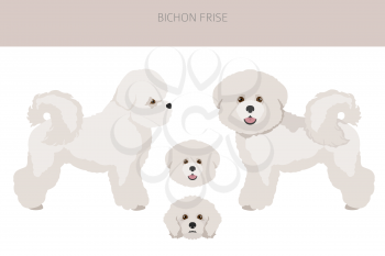 Bichon frise clipart. Different coat colors and poses set.  Vector illustration