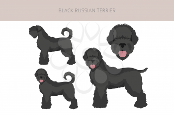 Black russian terrier clipart. Different coat colors and poses set.  Vector illustration