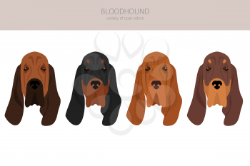 Bloodhound clipart. Different coat colors and poses set.  Vector illustration