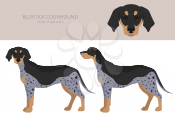 Bluetick coonhound clipart. Different coat colors and poses set.  Vector illustration
