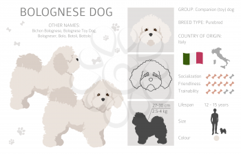 Bolognese dog clipart. Different coat colors and poses set.  Vector illustration