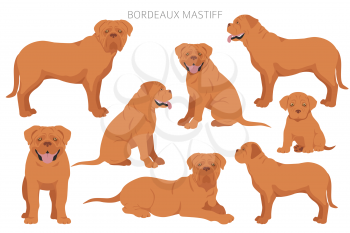 Bordeaux mastiff clipart. Different coat colors and poses set.  Vector illustration