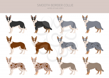 Smooth border collie clipart. Different poses, coat colors set.  Vector illustration