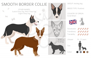 Smooth border collie clipart. Different poses, coat colors set.  Vector illustration
