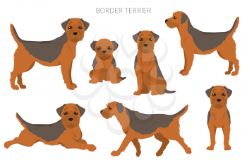 Border terrier clipart. Different coat colors and poses set.  Vector illustration