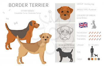 Border terrier clipart. Different coat colors and poses set.  Vector illustration