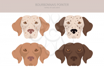 Bourbonnais pointer clipart. Different coat colors and poses set.  Vector illustration